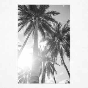 Sun-Kissed Palms - Poster