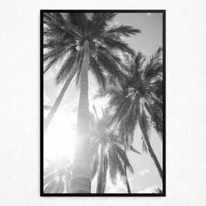 Sun-Kissed Palms - Framed
